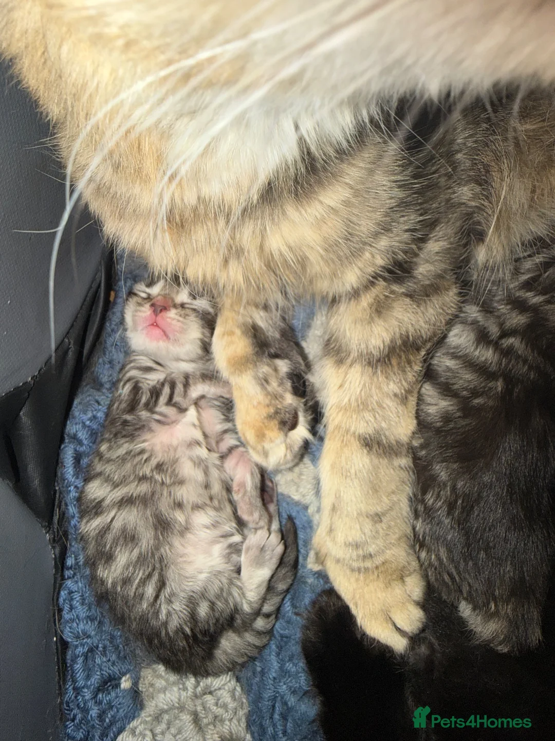 Mixed Breed cats for sale: Fluffy kittens in Chesterfield - Advert 2