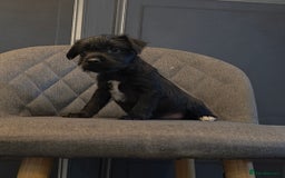 Patterdale Terrier dogs for sale: Patterdale Working Pups Ready To Go - Image 16