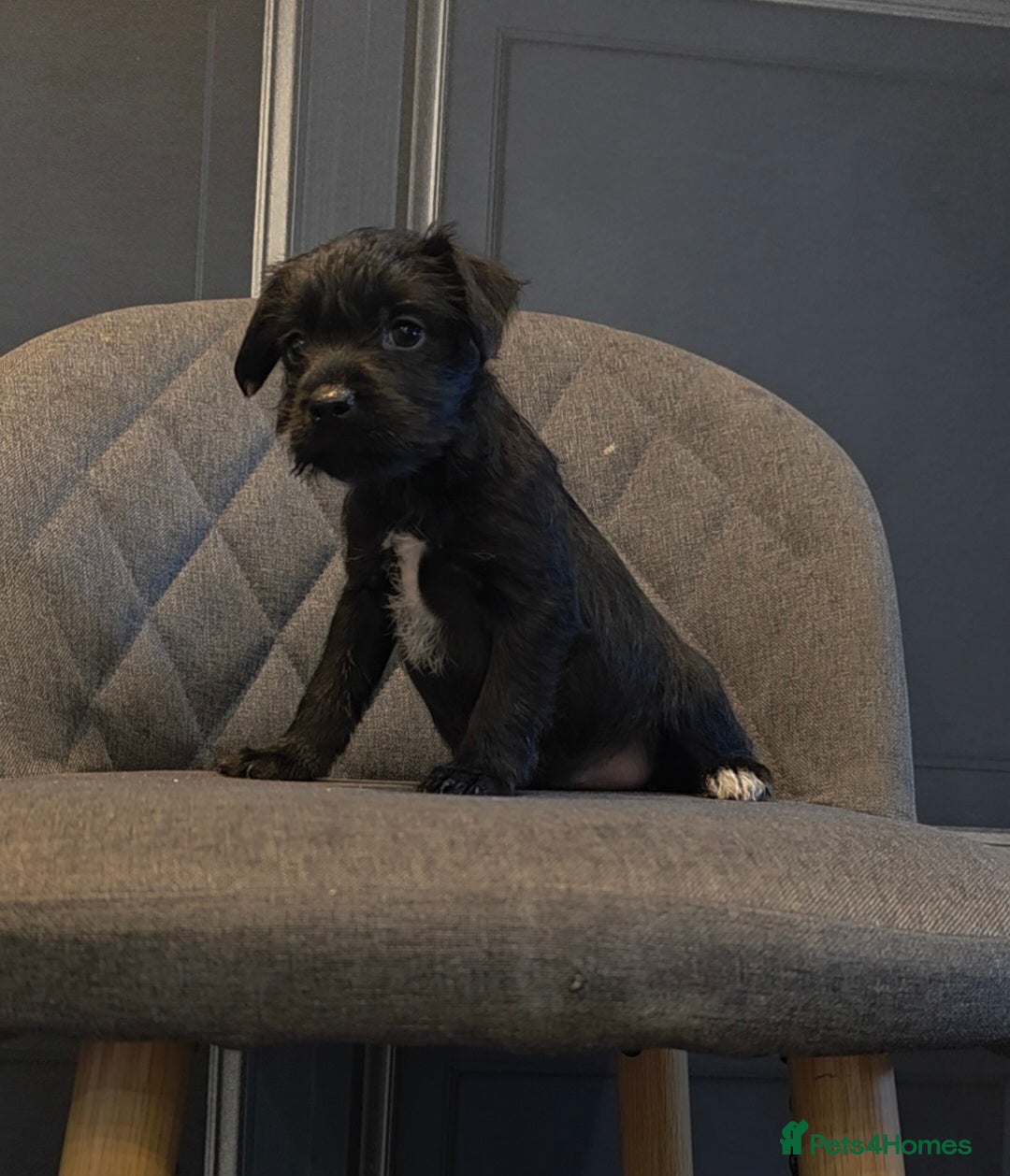 Patterdale Terrier dogs for sale: Patterdale Working Pups Ready To Go - Image 16
