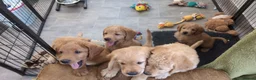 Labradoodle dogs for sale: Miniature Red Labradoodles - Advert 10