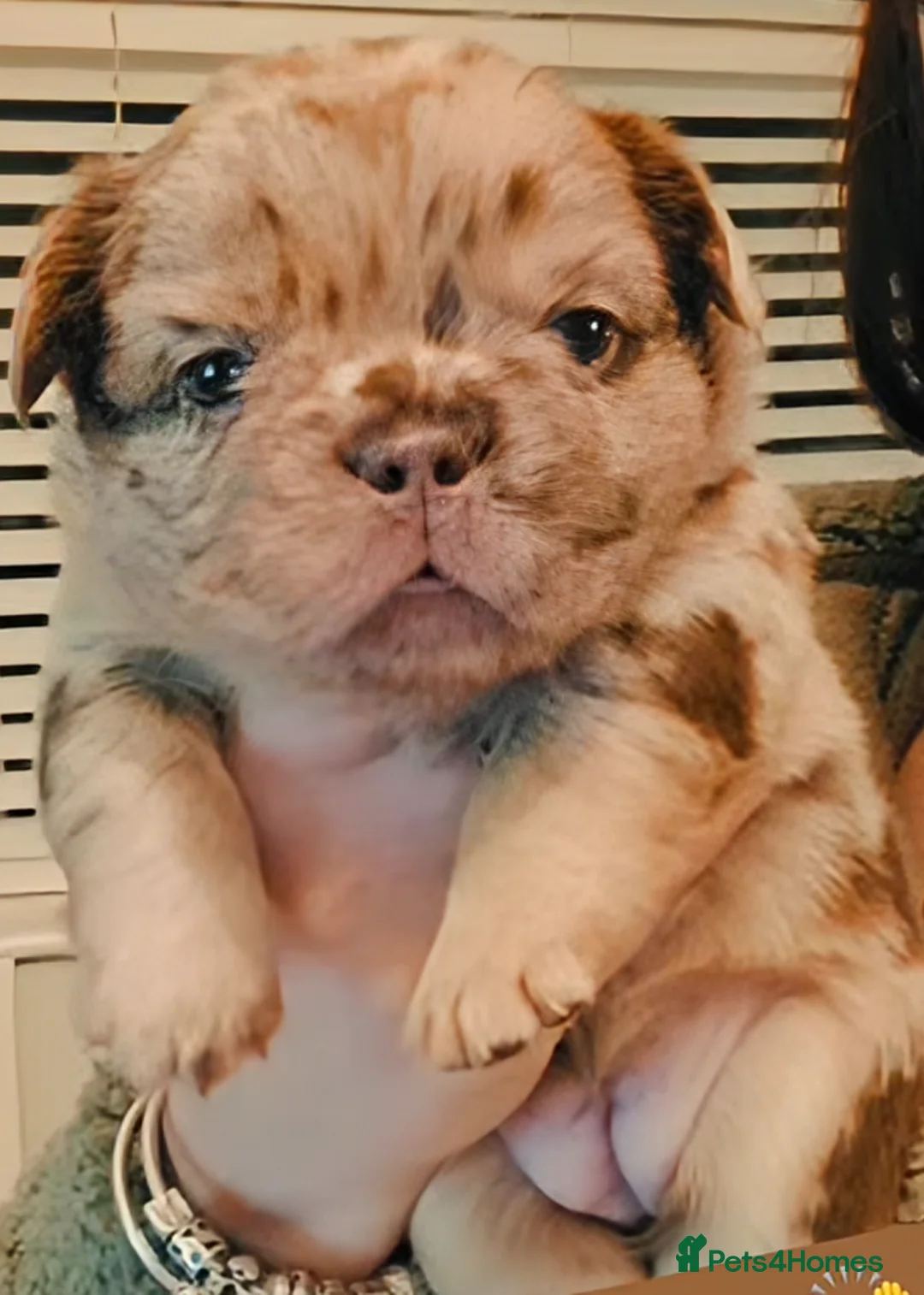 French Bulldog dogs for stud: New shade fluffy merle  in Sheffield - Advert 35