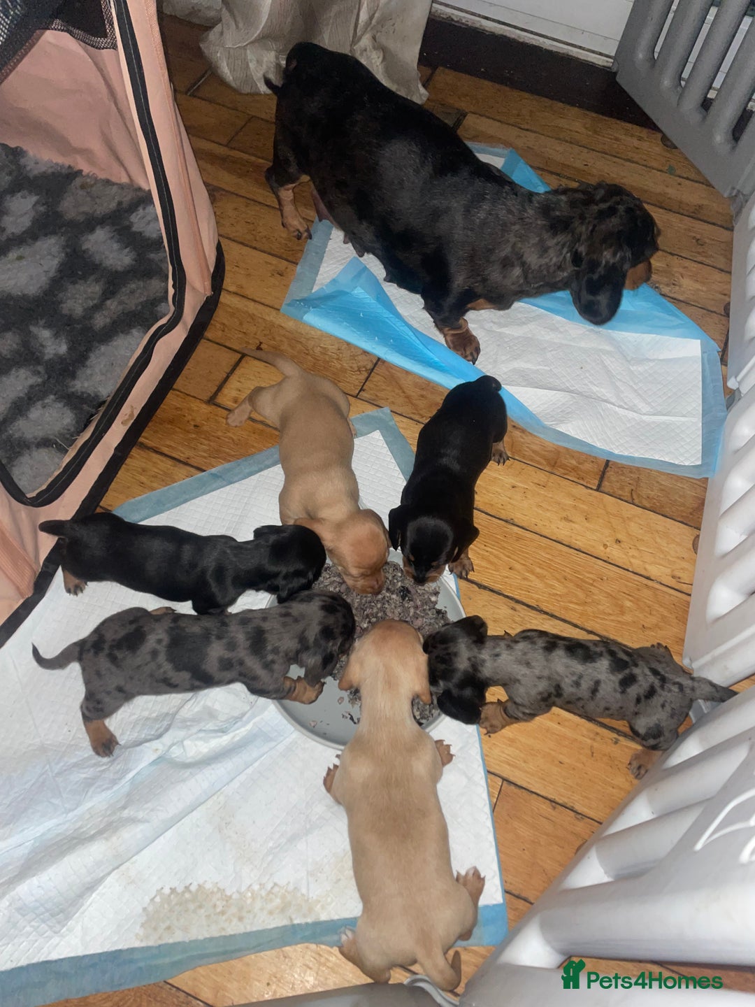 Miniature Dachshund dogs for sale: Miniature dachshund puppies - Image 16