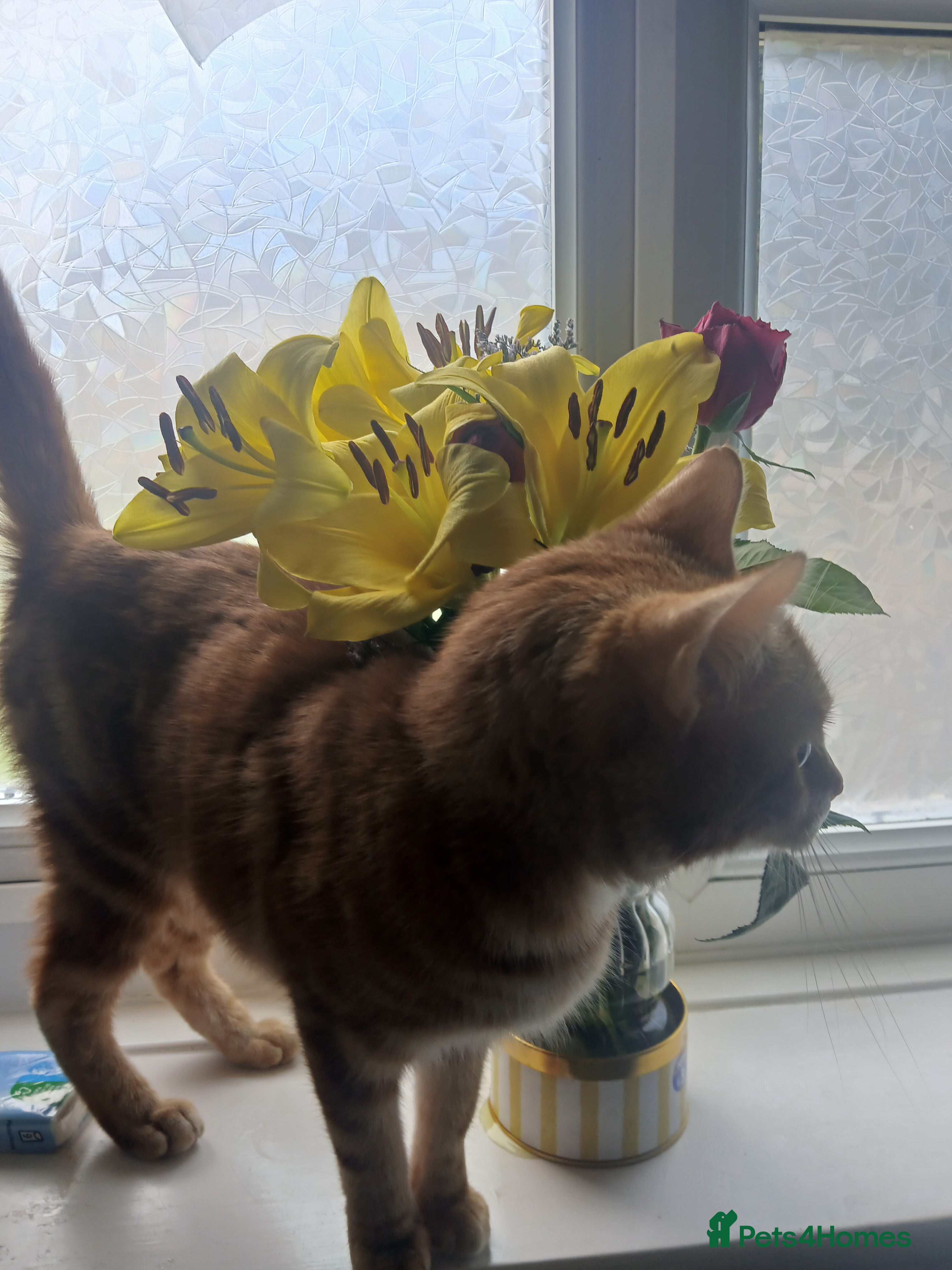 Mixed Breed cats for sale: 3 x ginger 1 x black tabby males in Scarborough - Advert 2