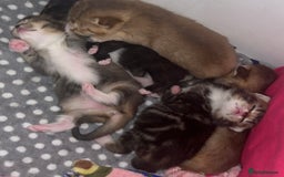 British Shorthair cats for sale: 5 beautiful British shorthair kittens - Image 14