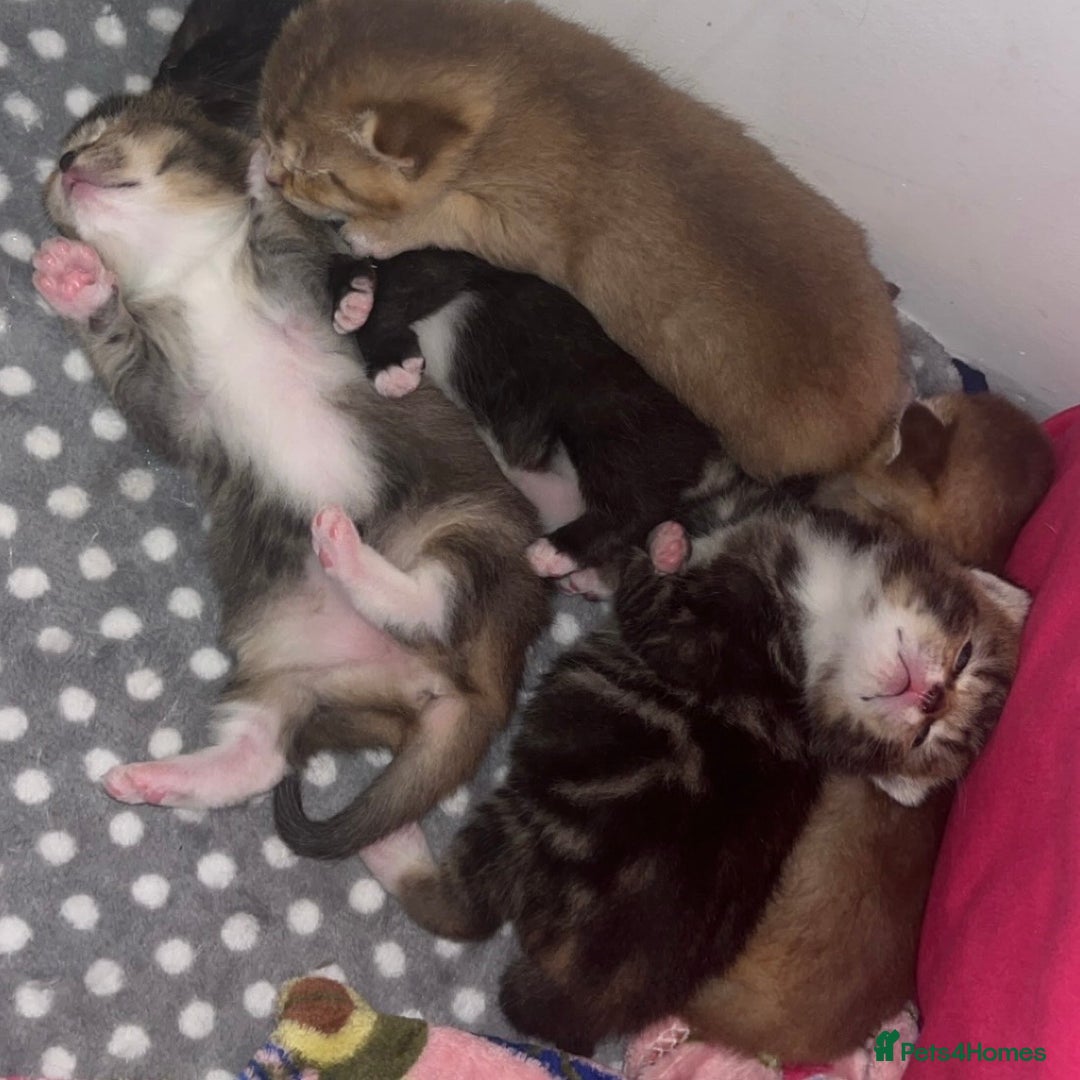 British Shorthair cats for sale: 5 beautiful British shorthair kittens - Image 14