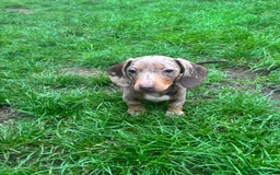 Miniature Dachshund dogs for sale: Ready now! KC Miniature Dachshund Puppies  - Image 5