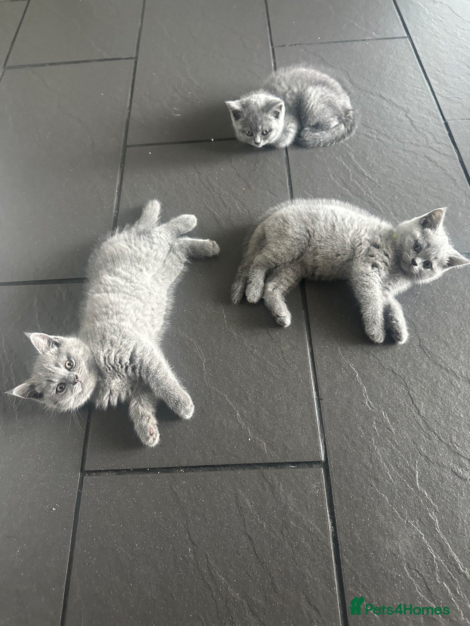 British Shorthair cats Bsh kittens blue ready to leave today reduced  - Advert 1