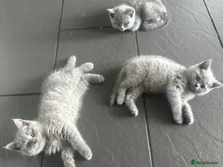 British Shorthair cats Bsh kittens blue ready to leave today reduced - Advert 1