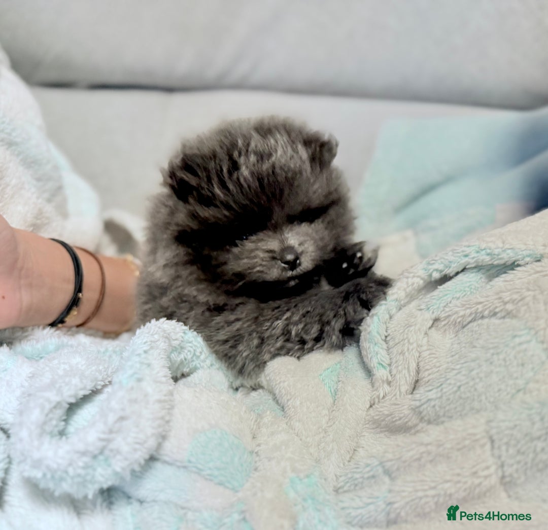 Pomeranian dogs for sale: Stunning Blue Pomeranian Female - Advert 6