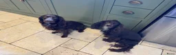 Cocker Spaniel dogs for sale: Stunning working cocker spaniels puppies  - Advert 14