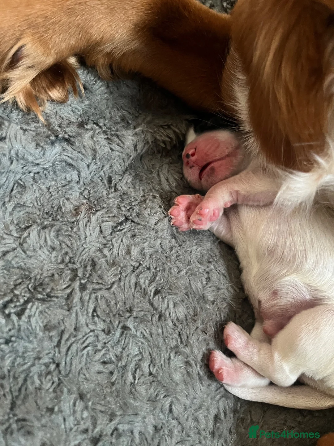 Sprocker dogs for sale: Sprocker Spaniel Puppies in Grantham - Advert 3