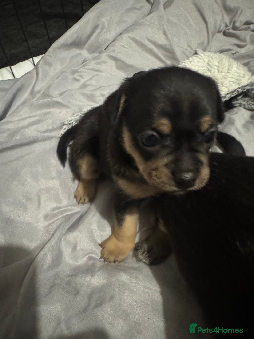 Mixed Breed dogs for sale: French Bulldog/Manchester Terrier hybrid. - Image 12
