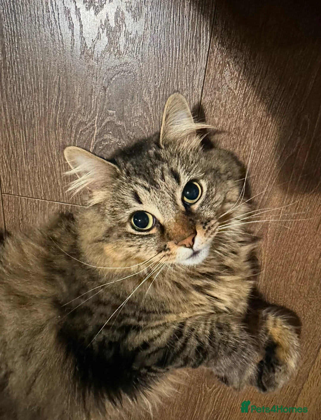 Mixed Breed cats for sale: Beautiful Longhaired Tabby Cat Looking for a Home - Advert 2