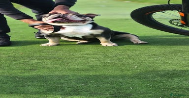 English Bulldog dogs - Advert 2