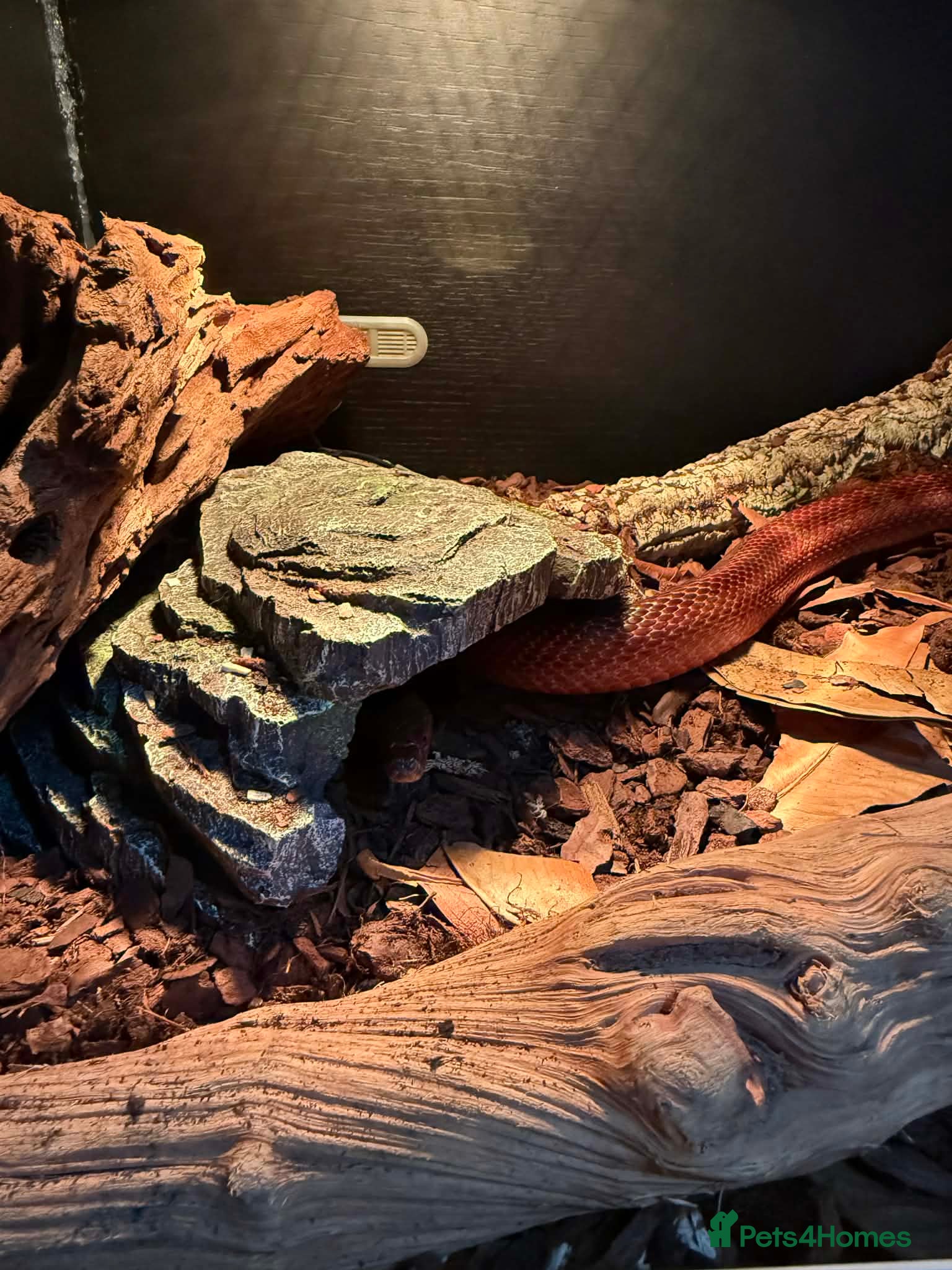 Corn Snake reptiles for sale: Cornsnake - Advert 3