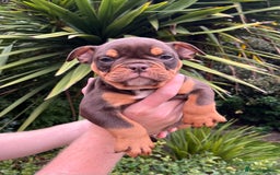 Olde English Bulldogge dogs for sale: RAINBOW OLD ENGLISH LITTER !!! - Image 4