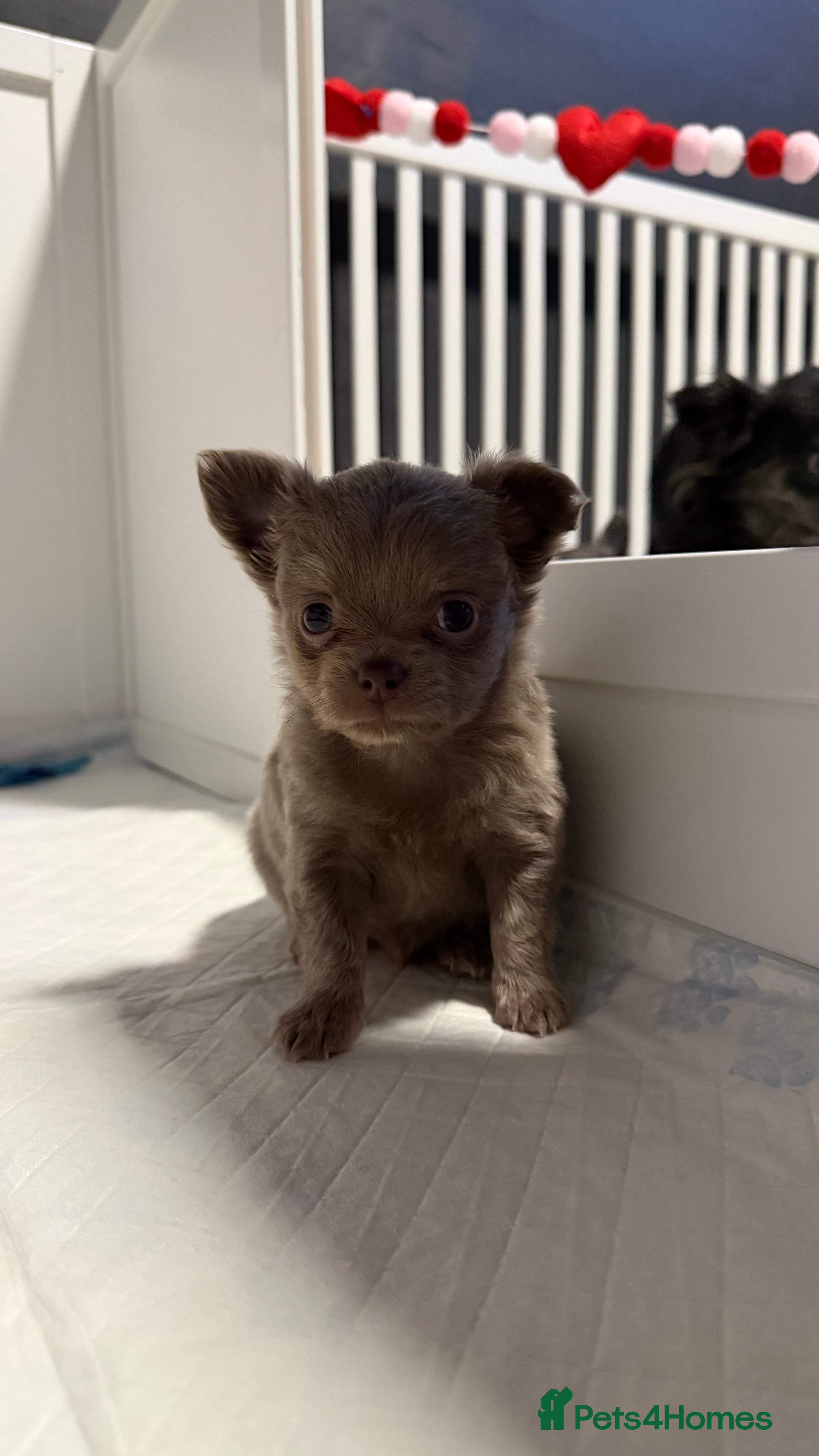 Chihuahua dogs Stunning Chihuahua Puppies ⭐️ - Advert 1