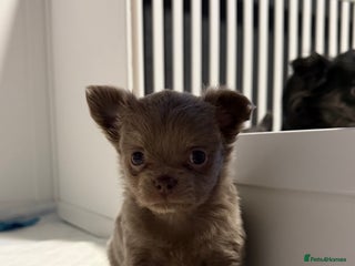 Chihuahua dogs Stunning Chihuahua Puppies ⭐️ - Advert 10