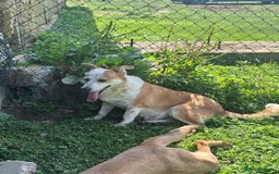 Mixed Breed dogs for adoption: Lynda is looking for a home! - Image 2