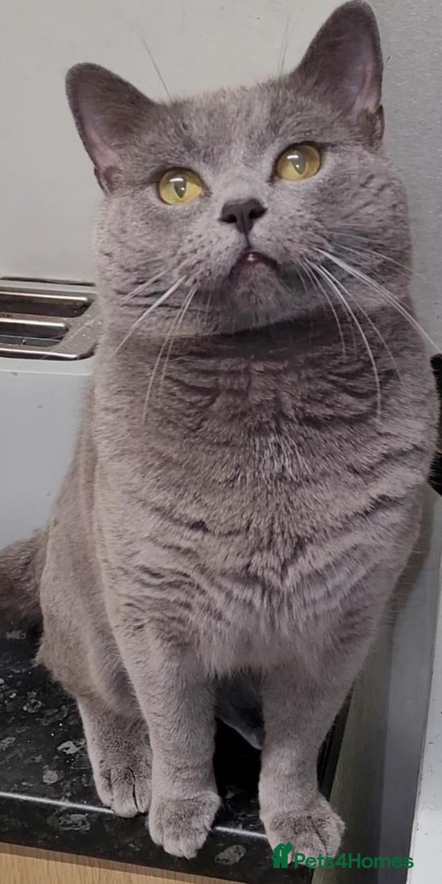 British Shorthair cats British Blue shorthair kittens  - Advert 2