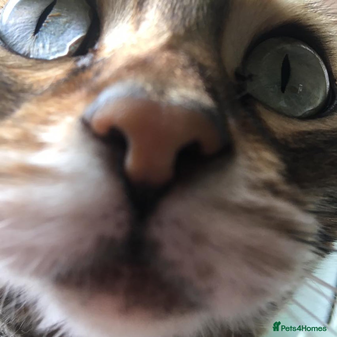 Bengal cats for sale: 🐾 Bengal Cat Alfie Looking for Forever Home 🐾 - Image 14