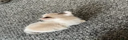 Mixed Breed cats for sale: 4 kittens  - Advert 4