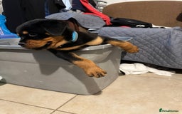 Rottweiler dogs for sale: Rottweiler puppy - Image 2