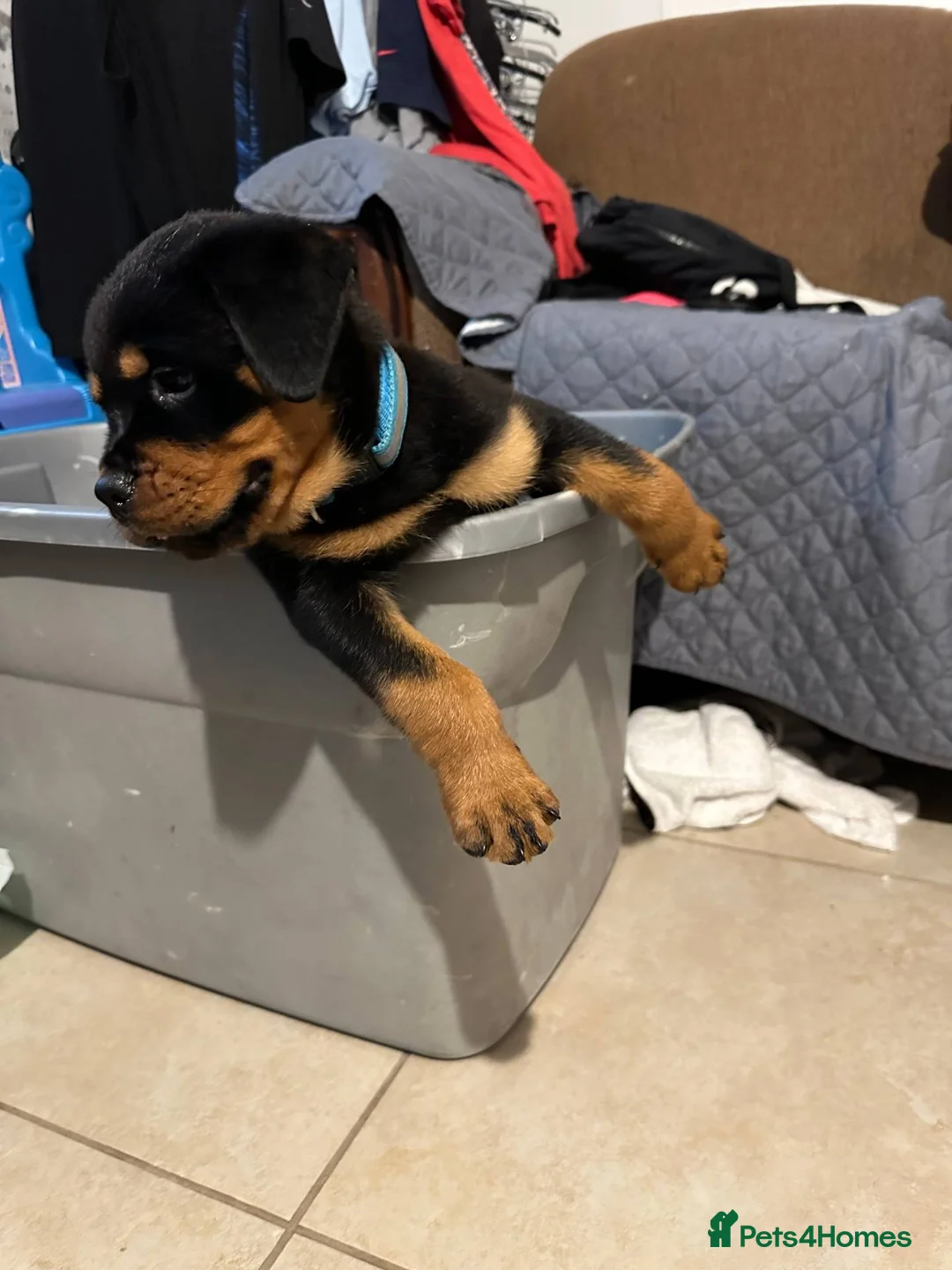Rottweiler dogs for sale: 7 weeks old Rottweiler Puppies Available M/F in Manchester - Advert 2