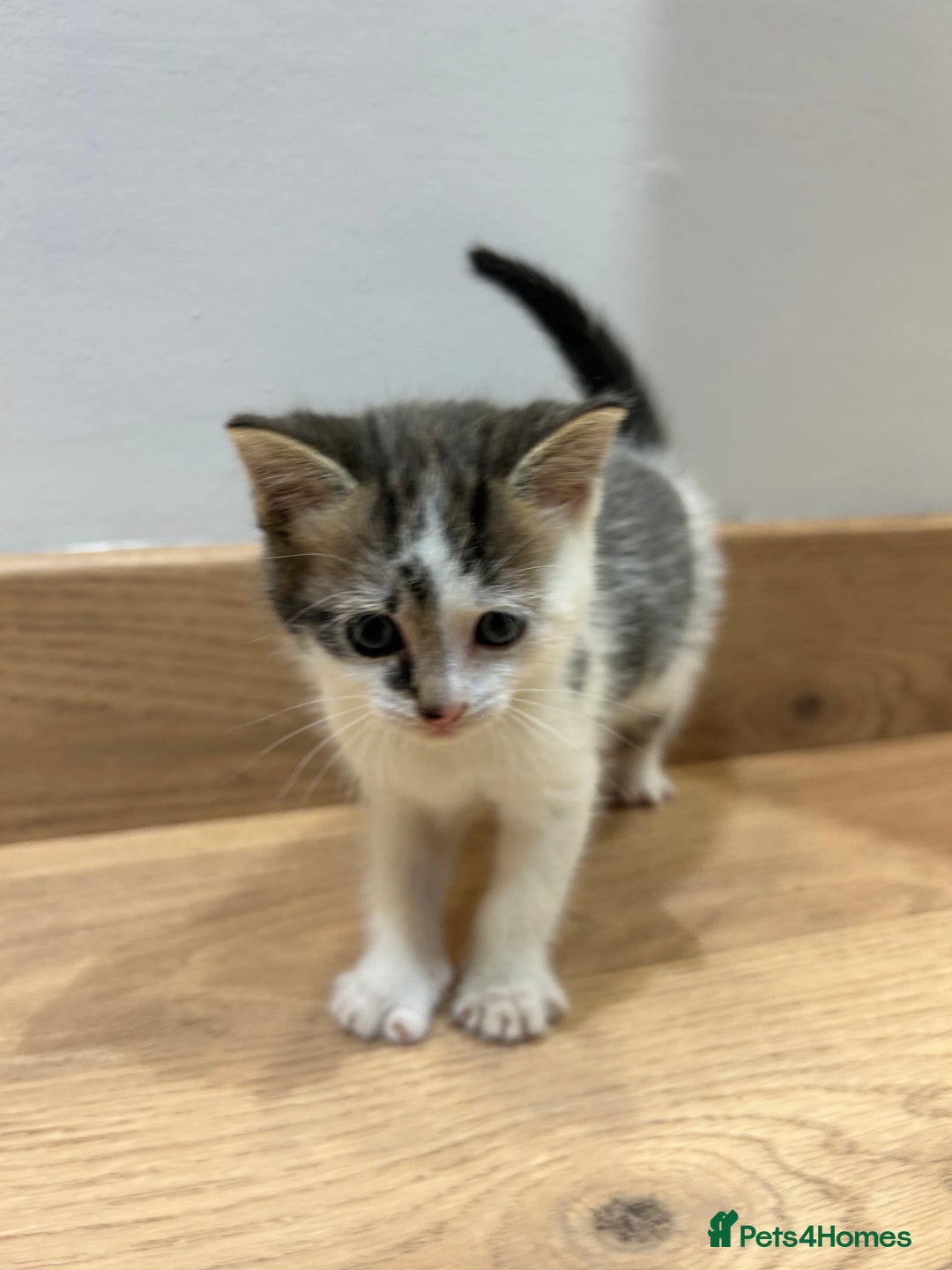 Mixed Breed cats for sale: Kittens  - Advert 4