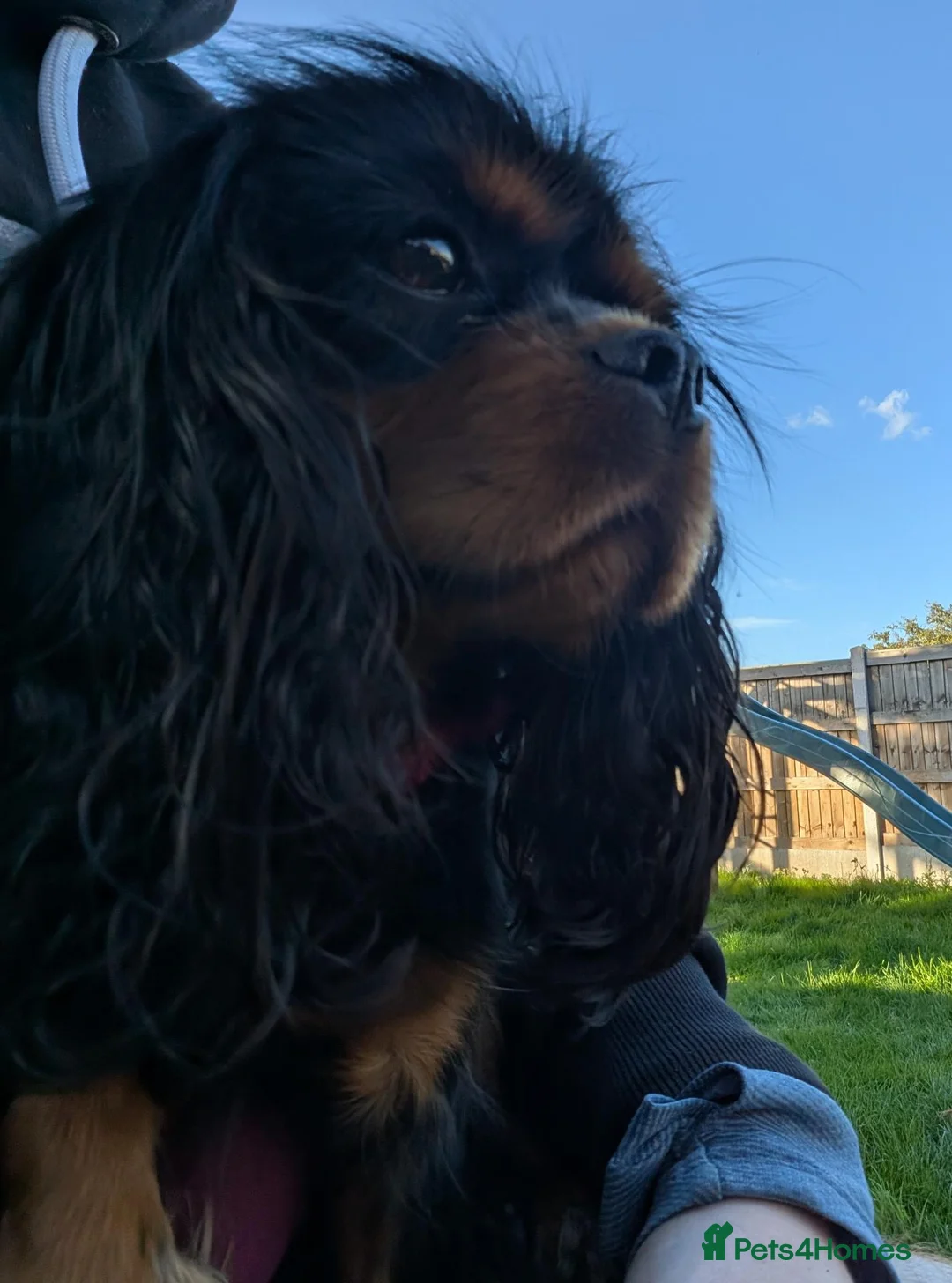 Cavalier King Charles Spaniel dogs for sale: Cavalier King Charles 2 Year Old Loving Female in Deeside - Advert 1