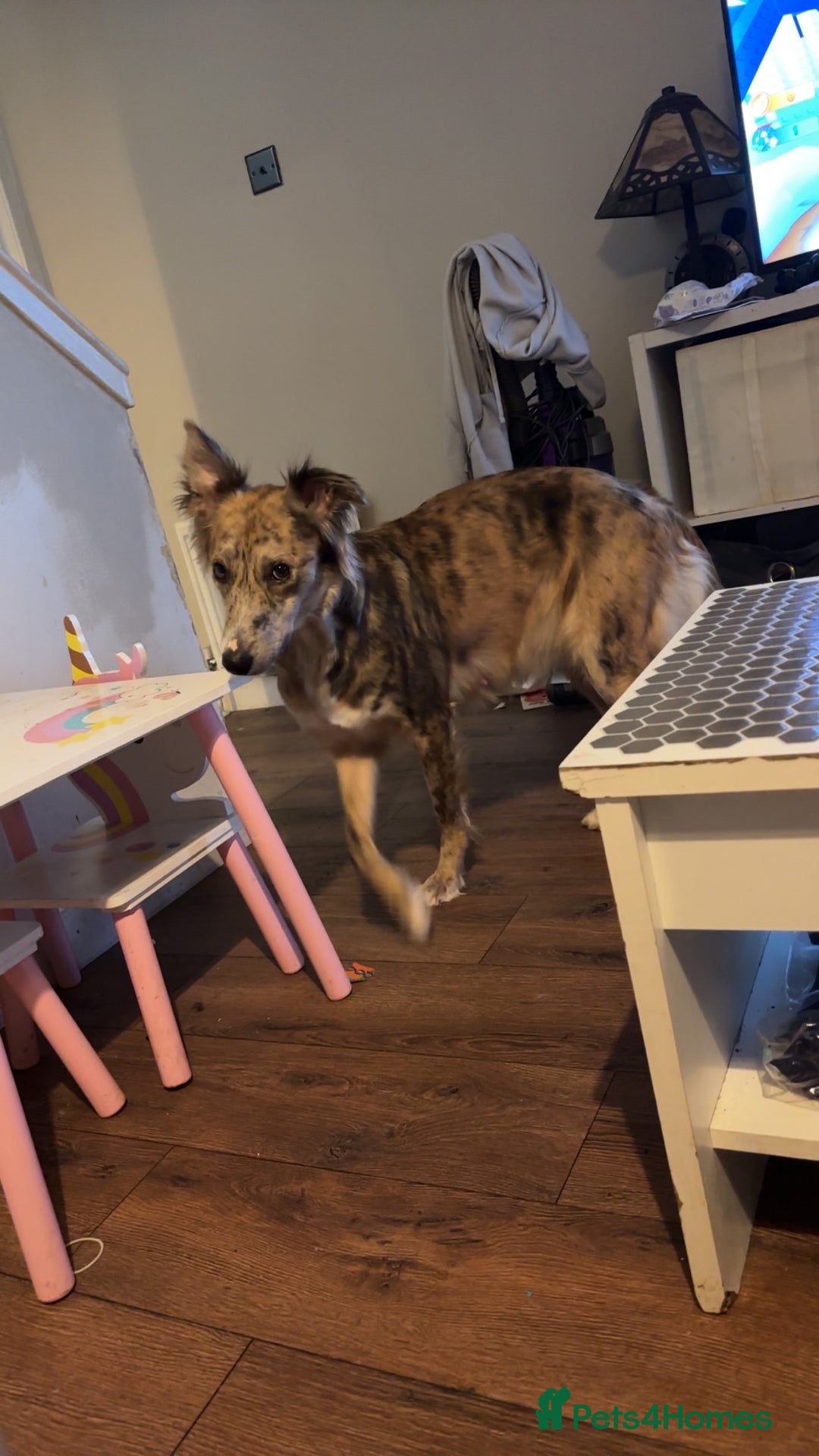 Lurcher dogs for sale: Female lurcher  - Advert 2