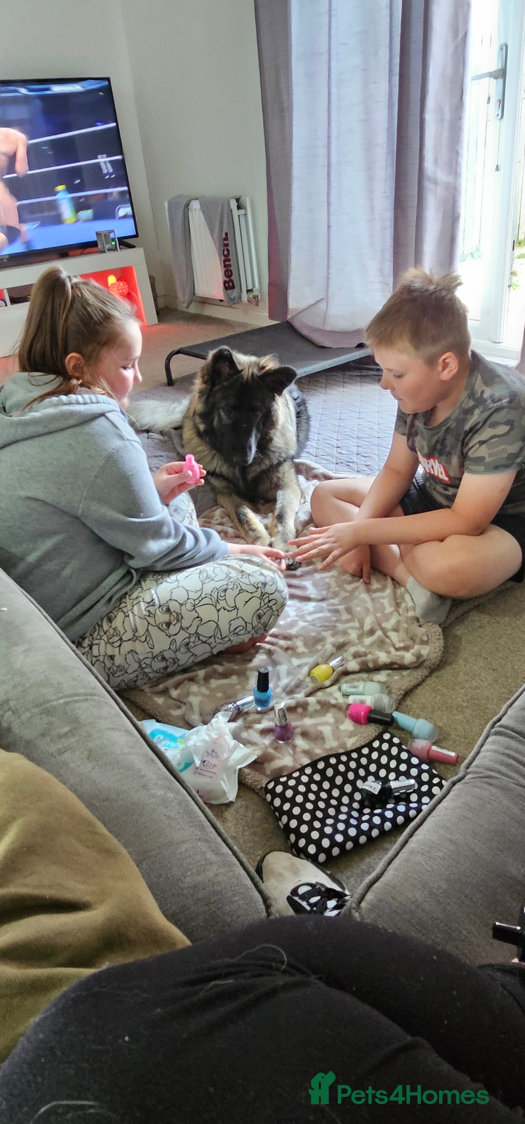 German Shepherd dogs for sale: ACE AND LUNA - Image 20