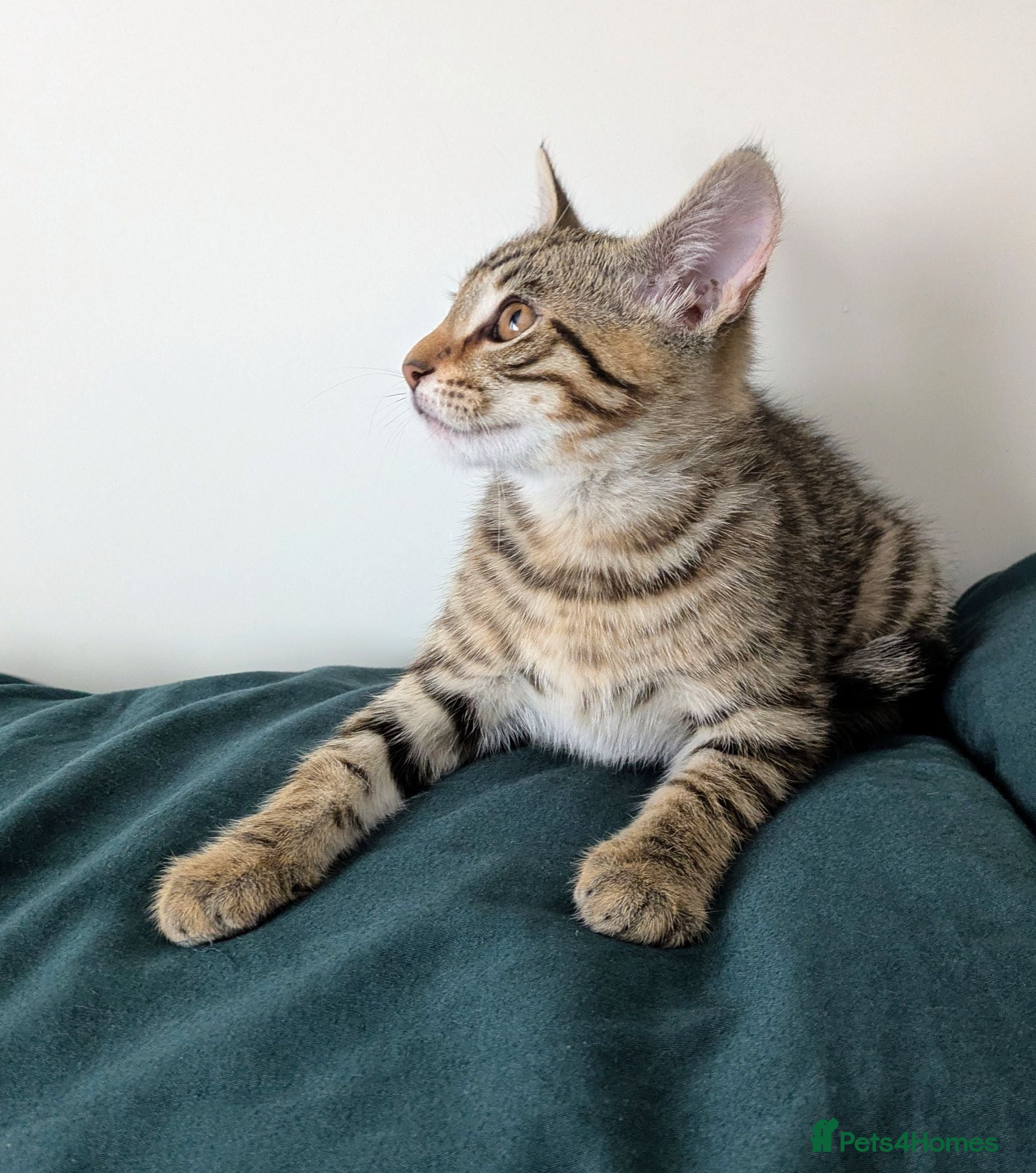 Bengal cats Super child friendly Bengal kittens boy and girl - Advert 2