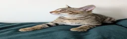 Bengal cats for sale: Super child friendly Bengal kittens boy and girl - Advert 4