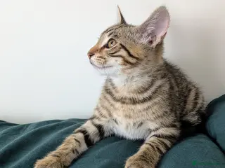 Bengal cats Super child friendly Bengal kittens boy and girl - Advert 2