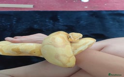 Python Snake reptiles for sale: Pastel Banana Enchi Het OG Royal Python  - Image 3