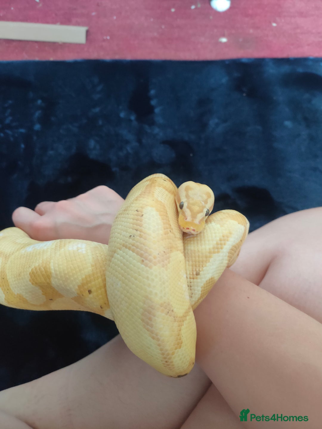 Python Snake reptiles for sale: Pastel Banana Enchi Het OG Royal Python  - Image 3