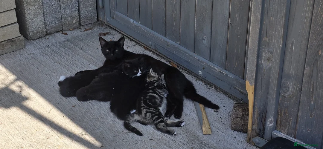 Mixed Breed cats for sale: 5 kittens - Advert 1