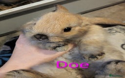 Mini Lop rabbits for sale: Pure bred mini lop doe  - Image 2