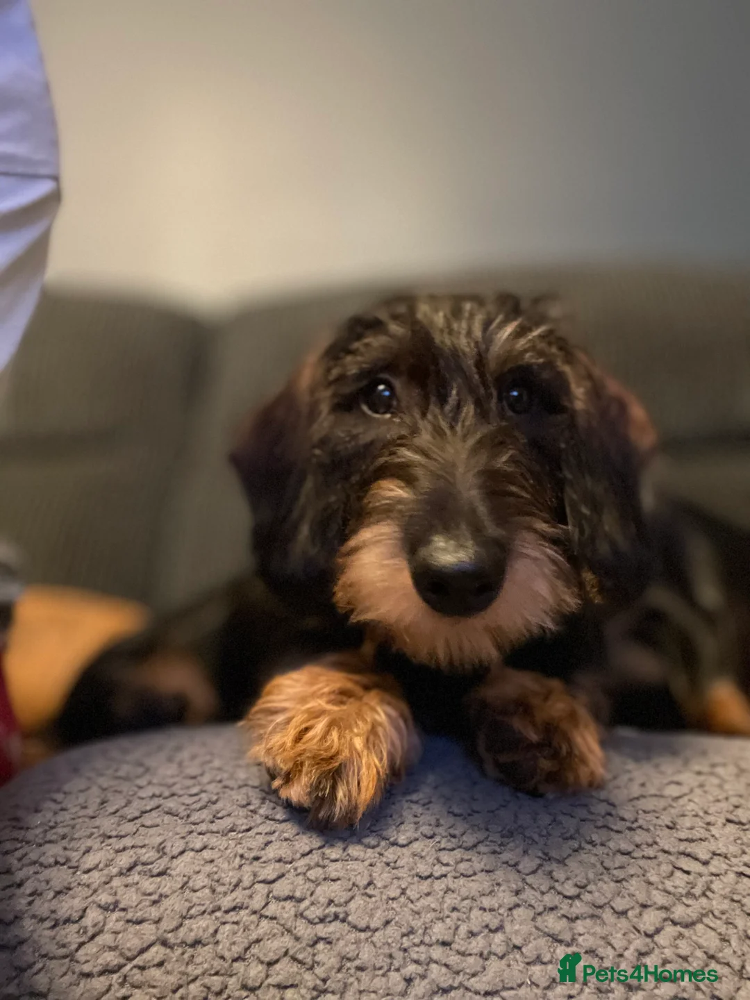 Dachshund dogs for sale: Standard wiredhaired Dachshund  - Advert 3