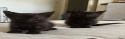Mixed Breed cats for sale: Beautiful playful loving kittens  - Advert 11