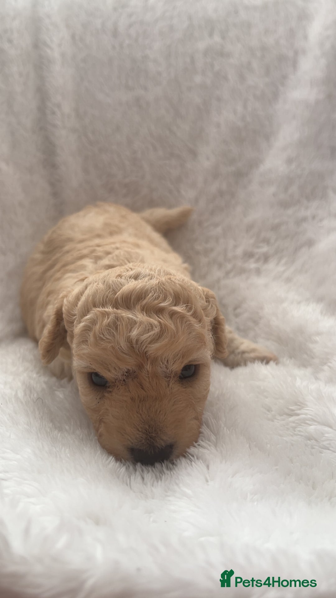 Poochon dogs for sale: Poochon puppies looking for forever home - Image 5