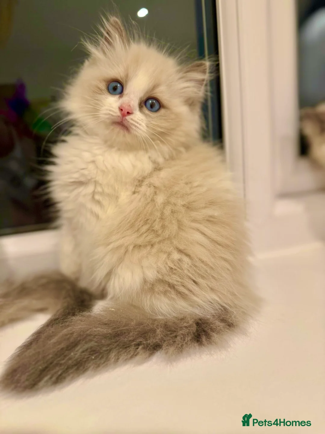 Ragdoll cats for sale: Beautiful Ragdoll Kittens  - Advert 9