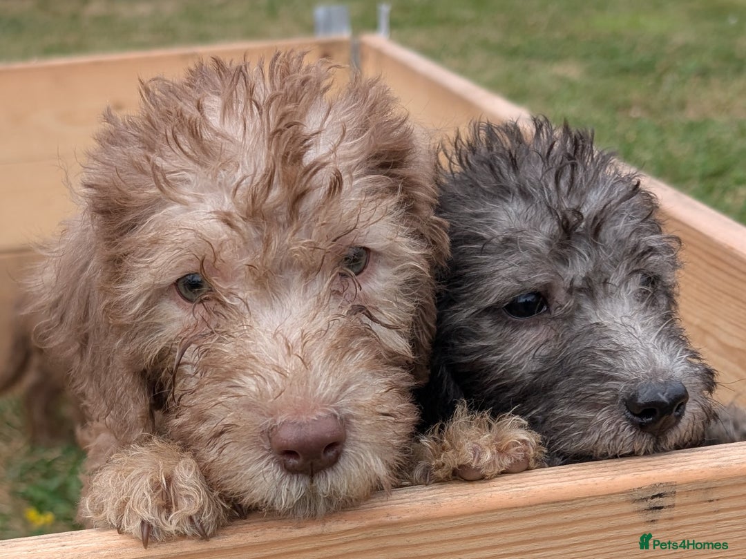 Bedlington Terrier dogs for sale: Bedlington terriers - working stock - Image 15