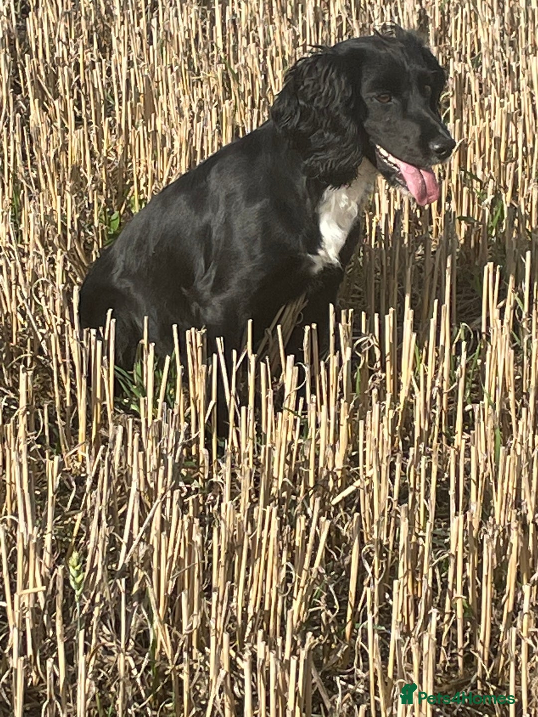 Cocker Spaniel dogs for sale: Exceptionally well bred puppies  - Image 2