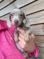 Miniature Dachshund dogs - Advert 4