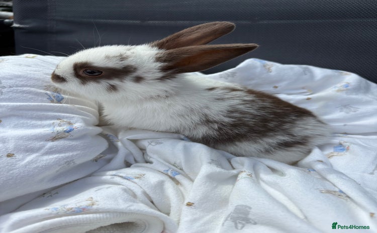 English rabbits - Advert 7