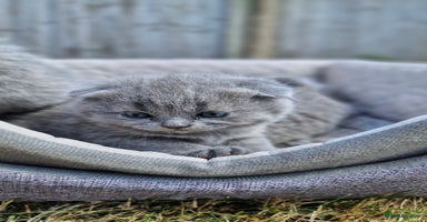 Scottish Fold cats - Advert 2