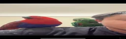 Parrots birds for sale: Eclectus Parrot for sale  in Birmingham - Advert 2