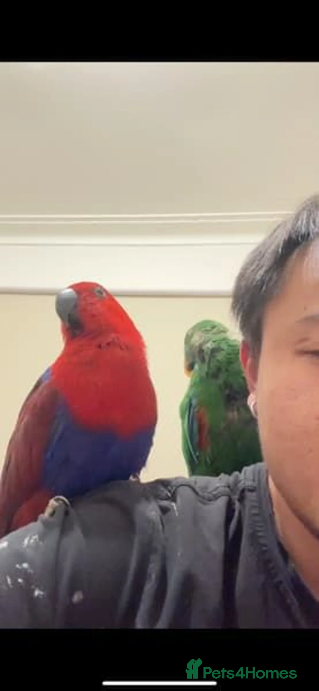 Parrots birds for sale: Eclectus Parrot for sale  in Birmingham - Advert 2